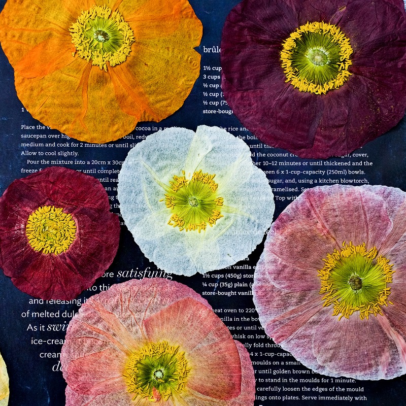 Pressed Flower Frame - 1 adet, Doğa Alanı Haşhaş Preslenmiş