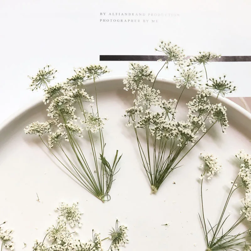Pressed Flower Frame - 5-7 cm/12 adet, Şube ile Kar