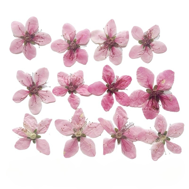 Pressed Flower Frame - 12 adet, Doğa Şeftali Çiçeği Preslenmiş