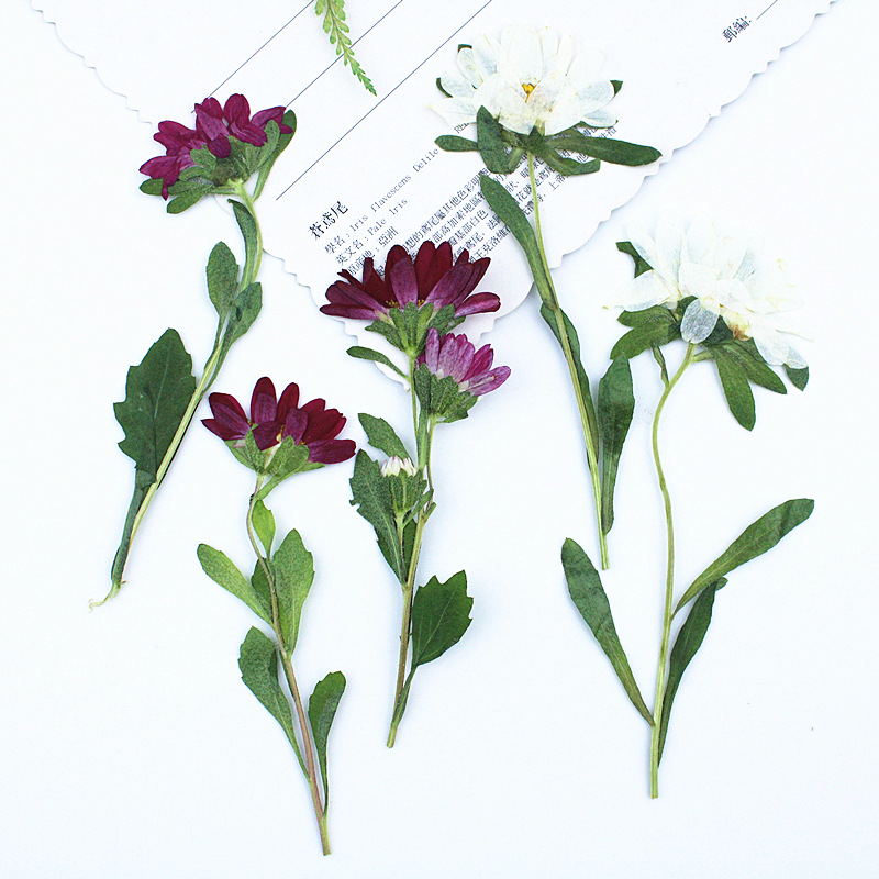 Pressed Flower Frame - 24 adet, Mini Krizantem Preslenmiş Kurutulmuş