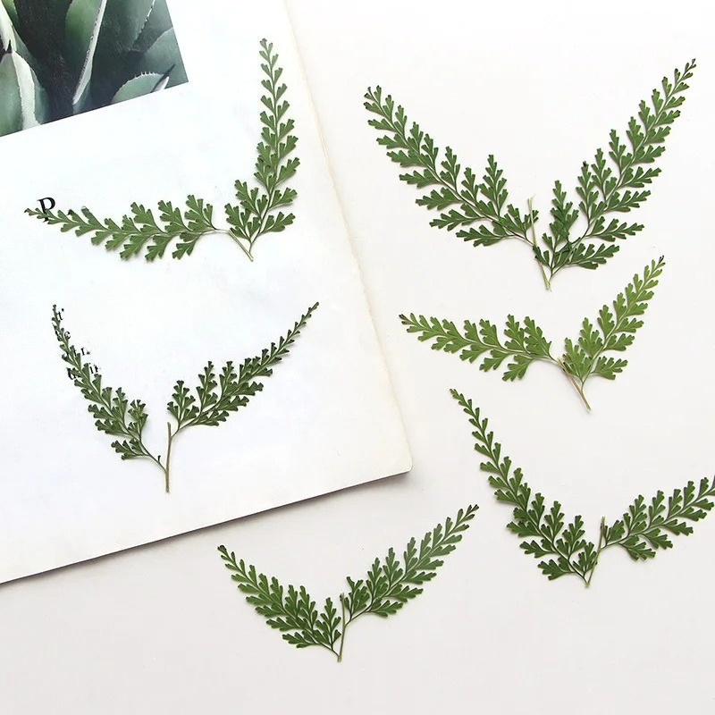 Pressed Flower Frame - Doğa Preslenmiş Fern Dalları, kuru Çiçek