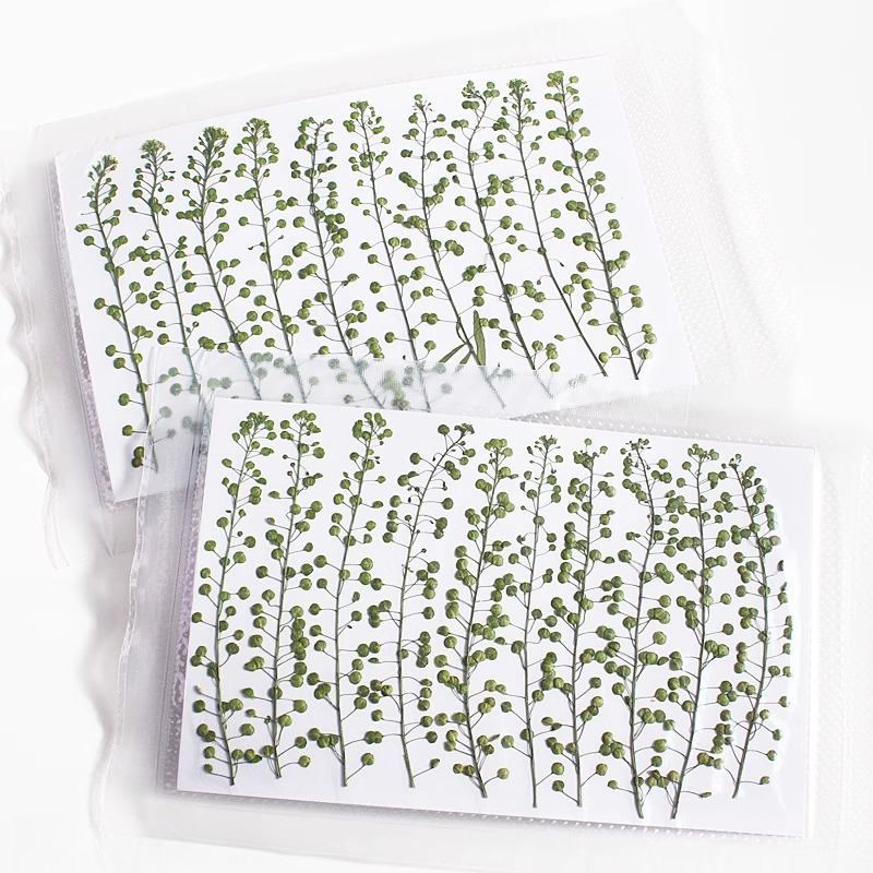 Doğal Renkli Yeşil Çan Çimi Pr - Pressed Flower Frame incelemesi ve fiyatı