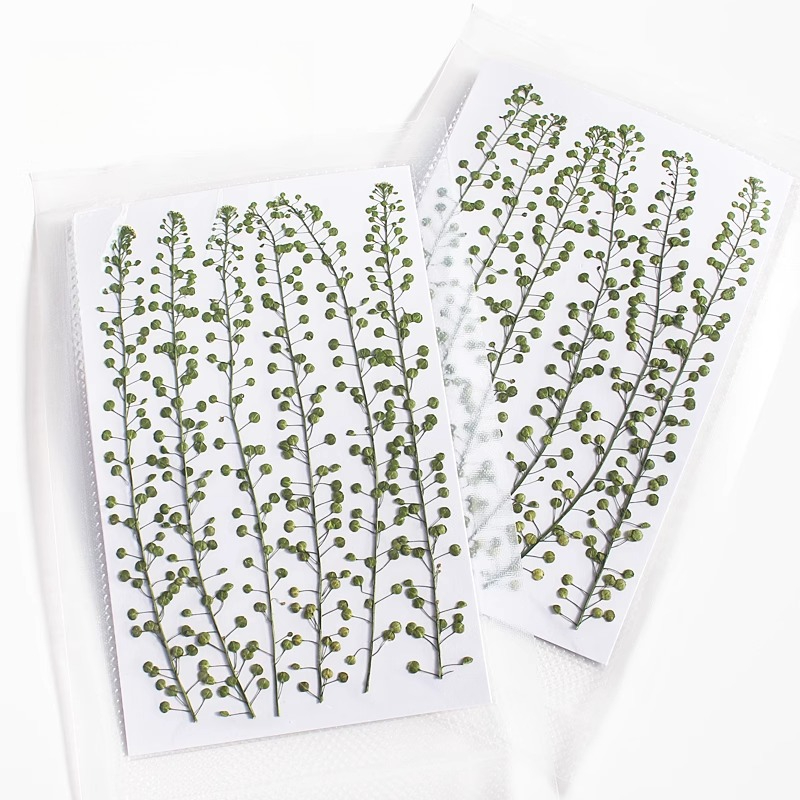 Doğal Renkli Yeşil Çan Çimi Pr - Pressed Flower Frame incelemesi ve fiyatı