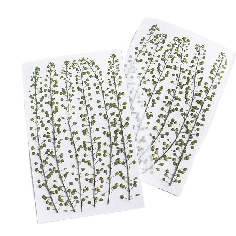 Doğal Renkli Yeşil Çan Çimi Pr - Pressed Flower Frame incelemesi ve fiyatı