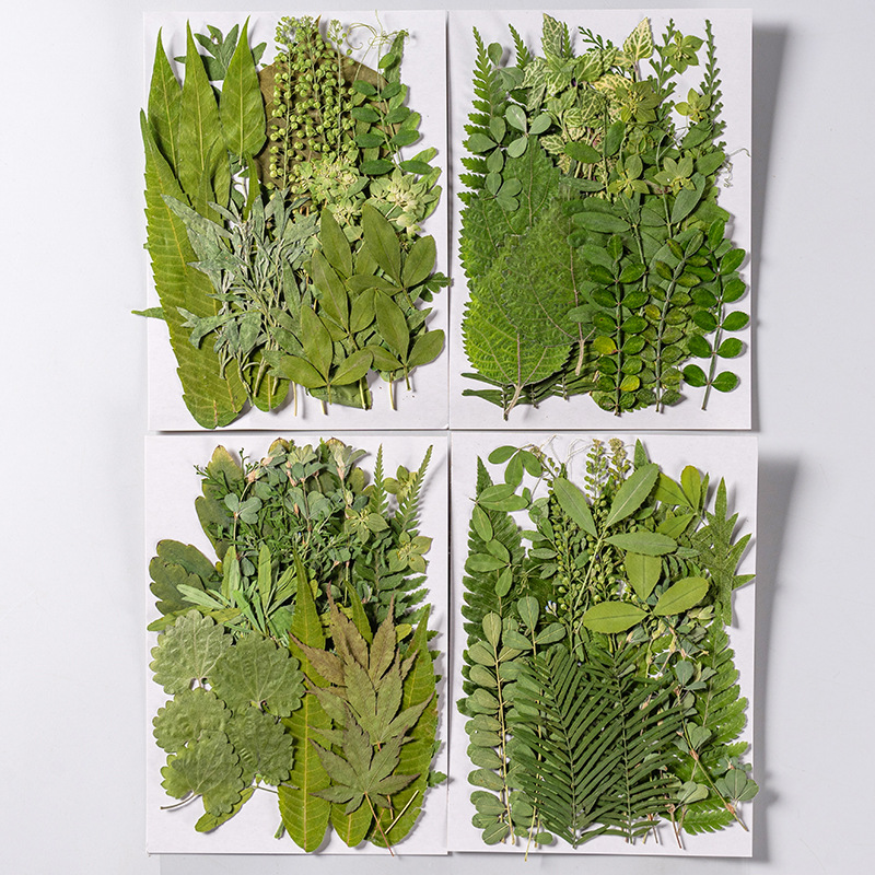 1 takım 35 adet Preslenmiş Kur - Pressed Flower Frame incelemesi ve fiyatı