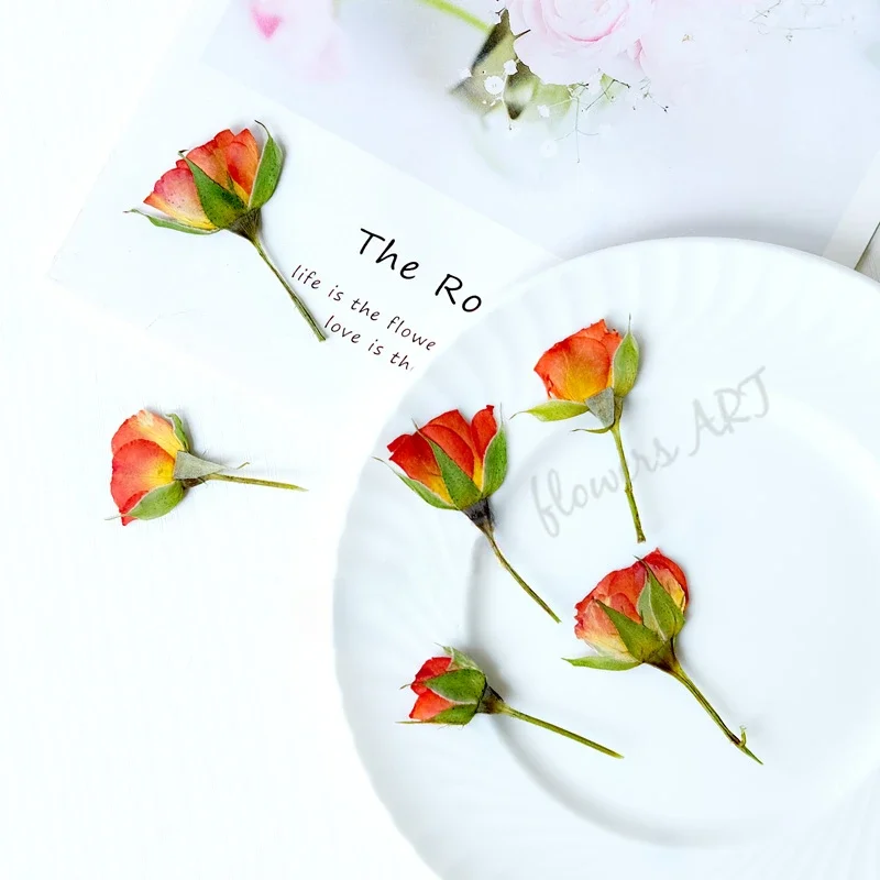Preslenmiş Gül Tomurcuğu Çiçek - Pressed Flower Frame incelemesi ve fiyatı