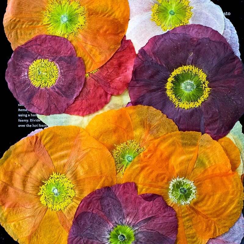 1 adet, Doğa Alanı Haşhaş Pres - Pressed Flower Frame incelemesi ve fiyatı