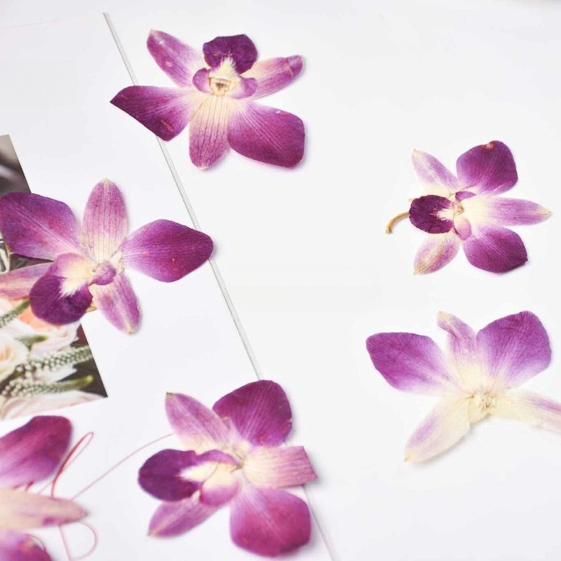 4 adet, Gerçek Preslenmiş Kele - Pressed Flower Frame incelemesi ve fiyatı