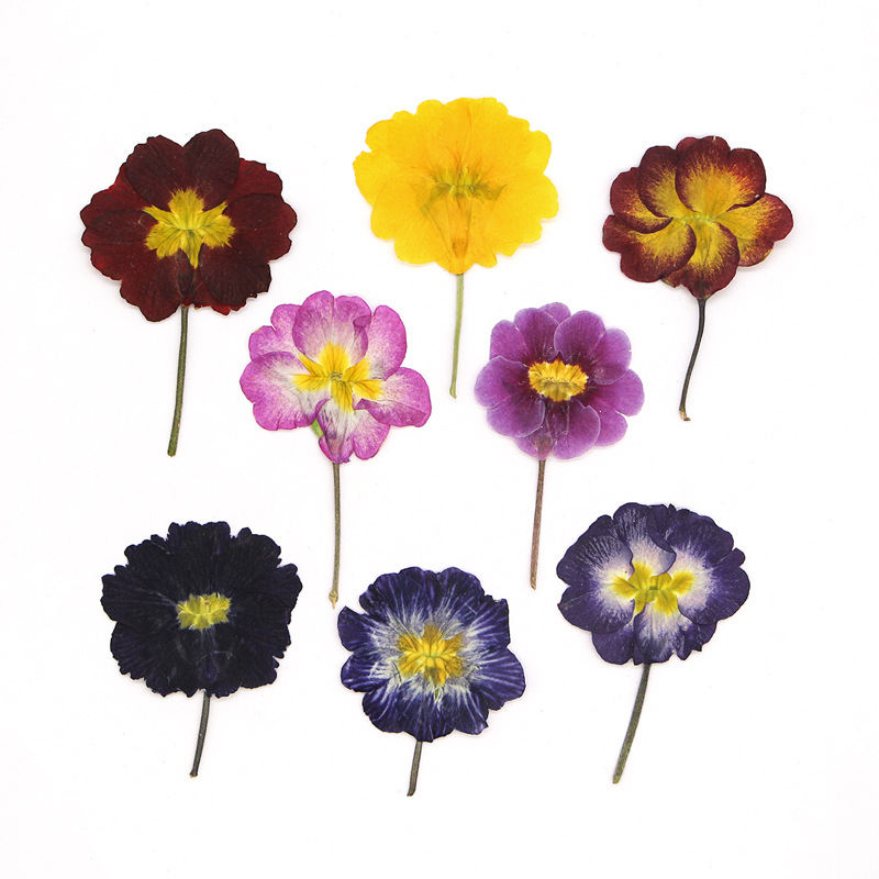 48 Adet Avrupa Çiçeksiği Öğret - Pressed Flower Frame incelemesi ve fiyatı