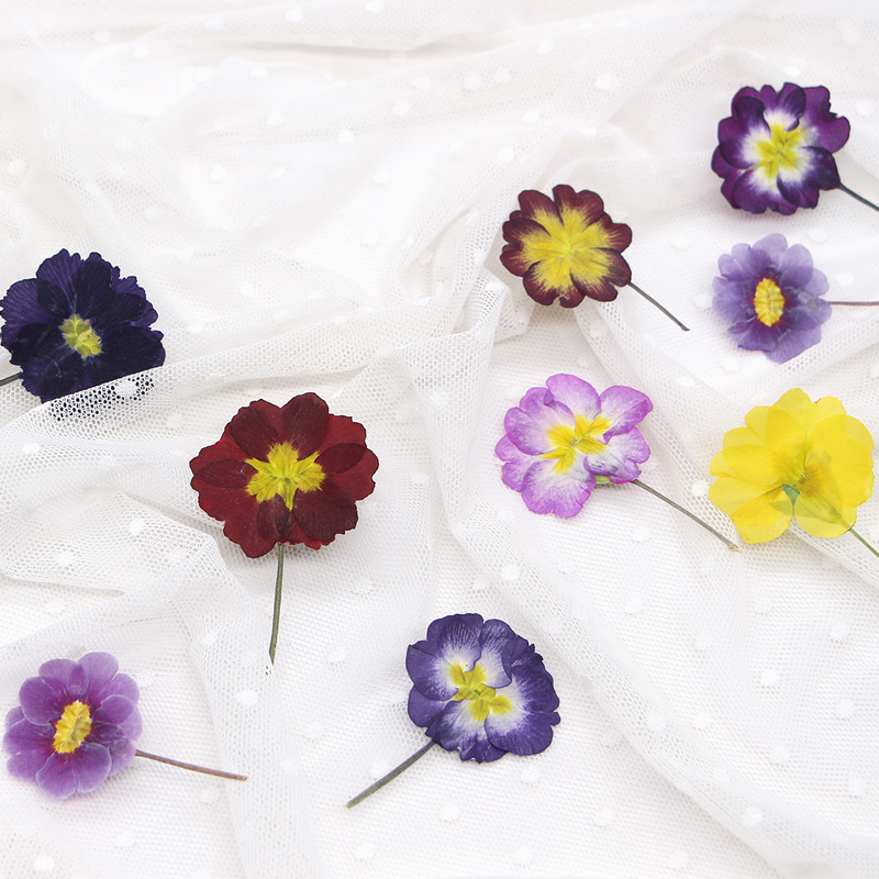 48 Adet Avrupa Çiçeksiği Öğret - Pressed Flower Frame incelemesi ve fiyatı