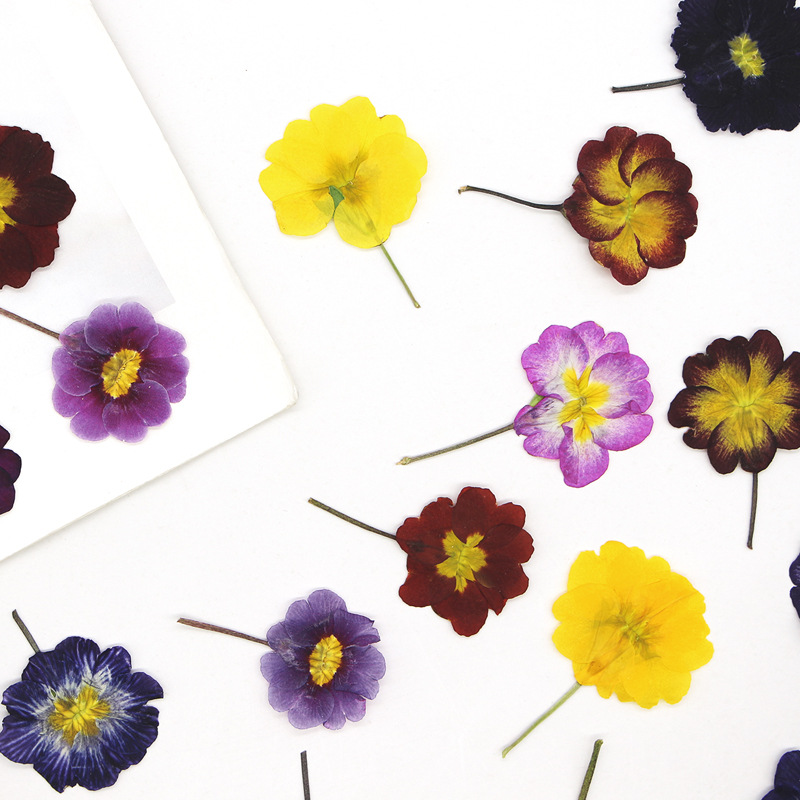 48 Adet Avrupa Çiçeksiği Öğret - Pressed Flower Frame incelemesi ve fiyatı