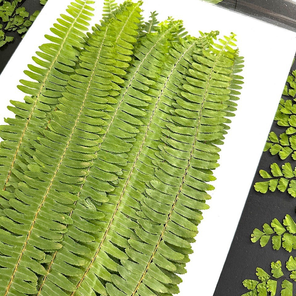 5 Adet Doğal Yeşil Büyük Eğrel - Pressed Flower Frame incelemesi ve fiyatı