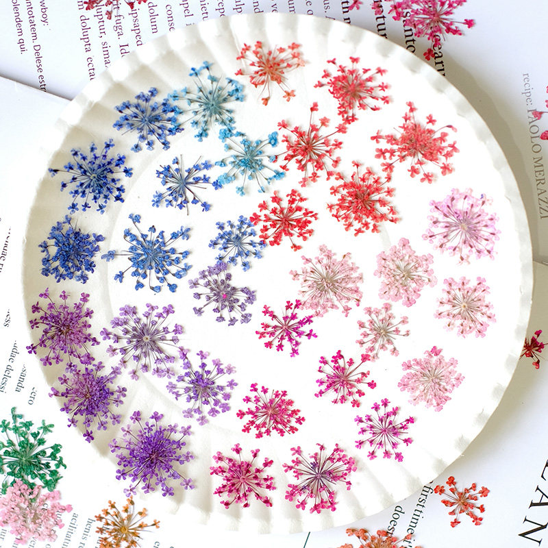 24 adet, 2-2.5cm, Doğal Boyalı - Pressed Flower Frame incelemesi ve fiyatı