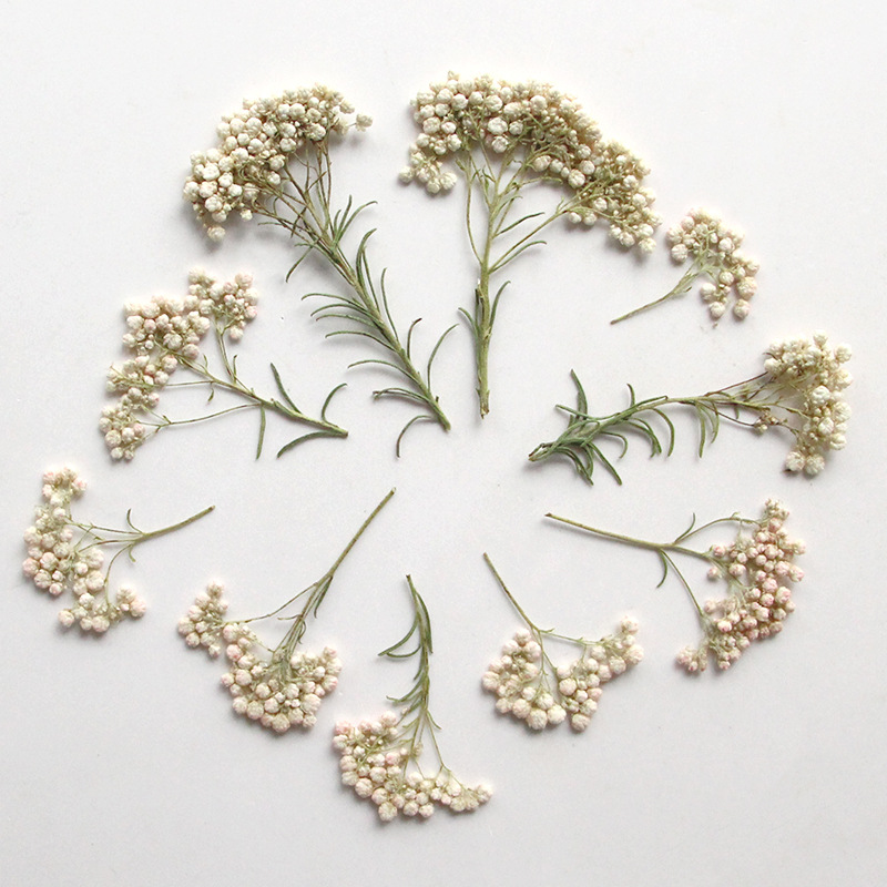 12 adet, Doğa Darı Çiçek Dalla - Pressed Flower Frame incelemesi ve fiyatı