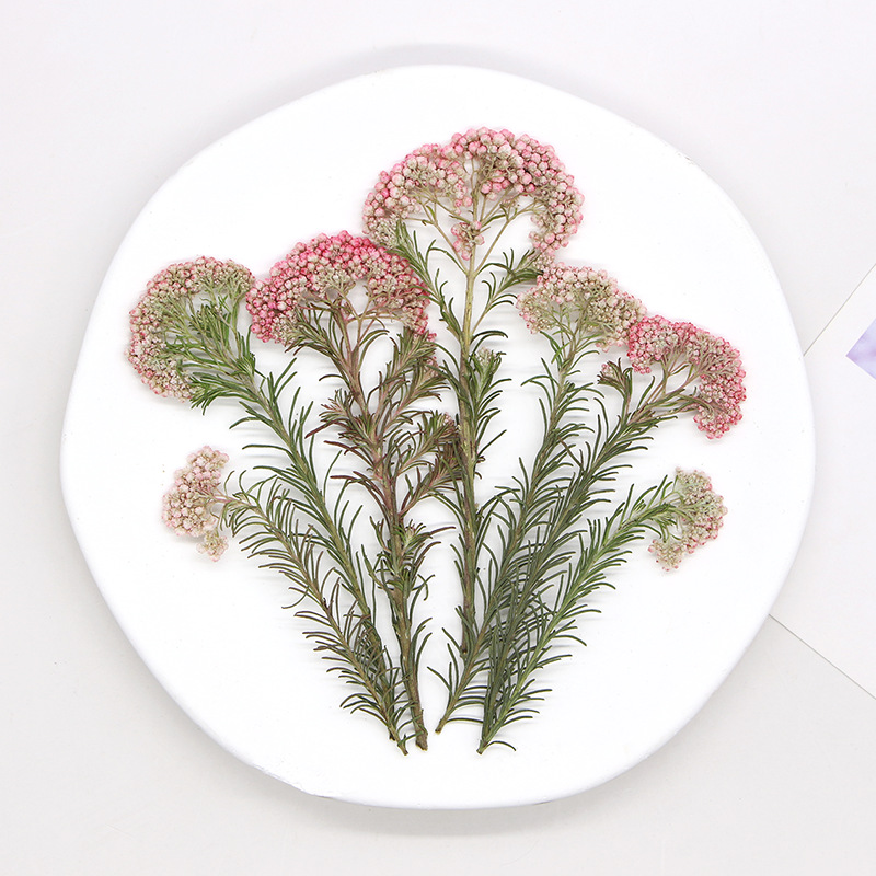 12 adet, Doğa Darı Çiçek Dalla - Pressed Flower Frame incelemesi ve fiyatı