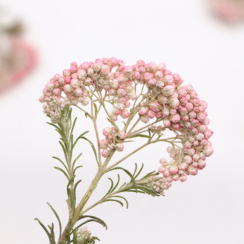 12 adet, Doğa Darı Çiçek Dalla - Pressed Flower Frame incelemesi ve fiyatı