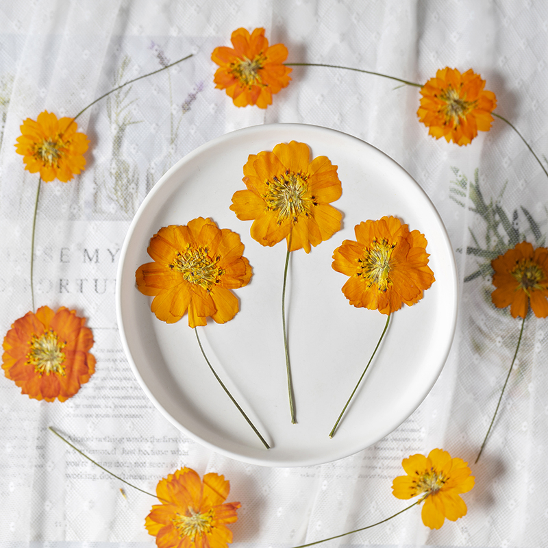 8-10cm/24 adet, Doğal Preslenm - Pressed Flower Frame incelemesi ve fiyatı