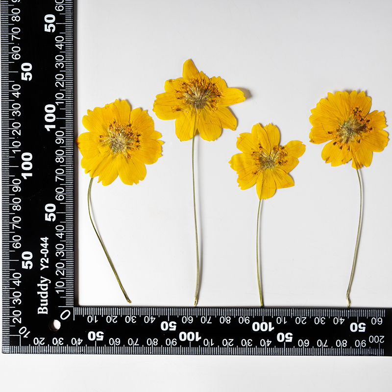 8-10cm/24 adet, Doğal Preslenm - Pressed Flower Frame incelemesi ve fiyatı