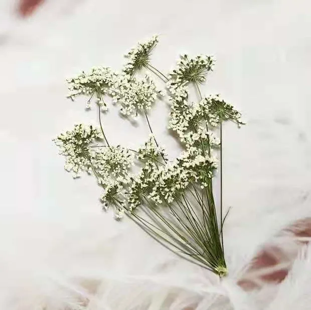 5-7 cm/12 adet, Şube ile Kar M - Pressed Flower Frame incelemesi ve fiyatı