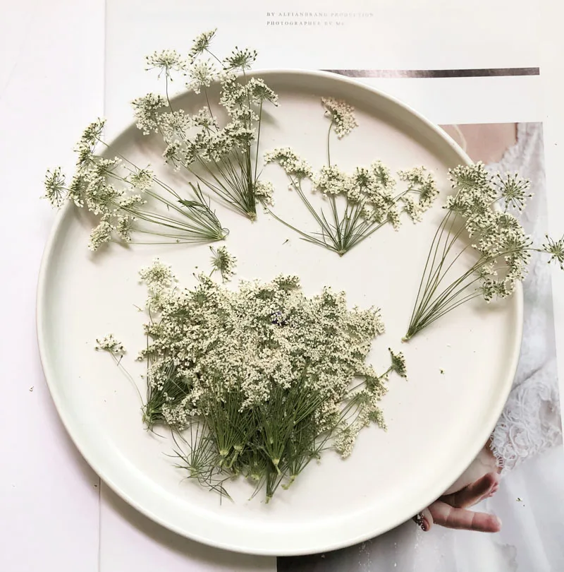 5-7 cm/12 adet, Şube ile Kar M - Pressed Flower Frame incelemesi ve fiyatı