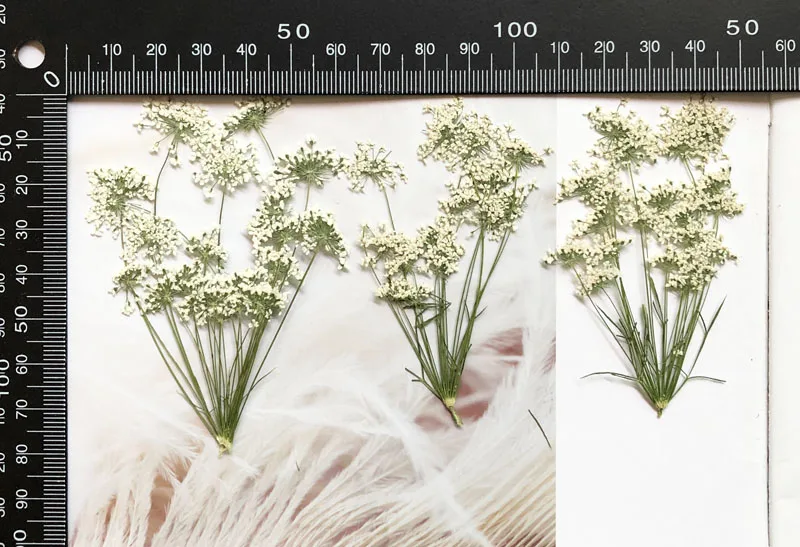5-7 cm/12 adet, Şube ile Kar M - Pressed Flower Frame incelemesi ve fiyatı