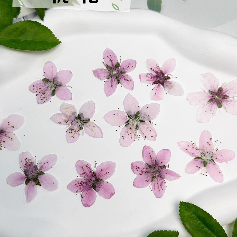 12 adet, Doğa Şeftali Çiçeği P - Pressed Flower Frame incelemesi ve fiyatı