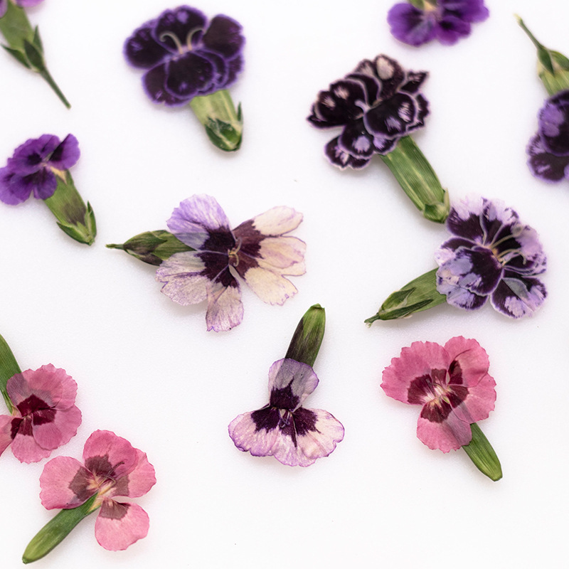 24 adet, Preslenmiş Kurutulmuş - Pressed Flower Frame incelemesi ve fiyatı