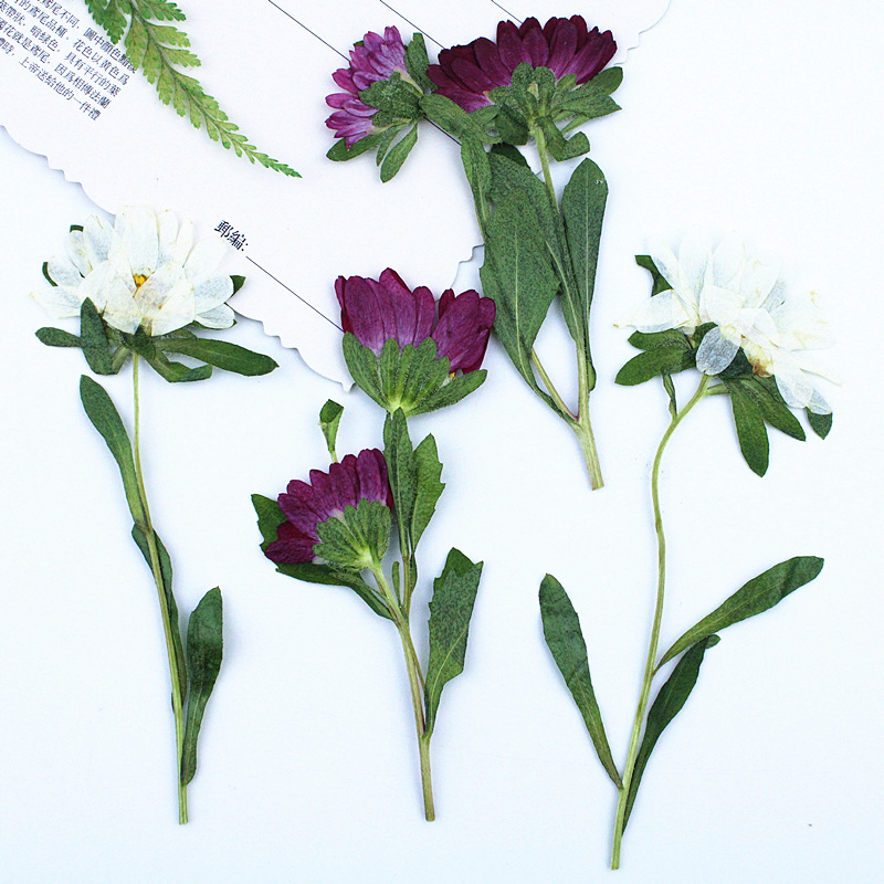 24 adet, Mini Krizantem Presle - Pressed Flower Frame incelemesi ve fiyatı