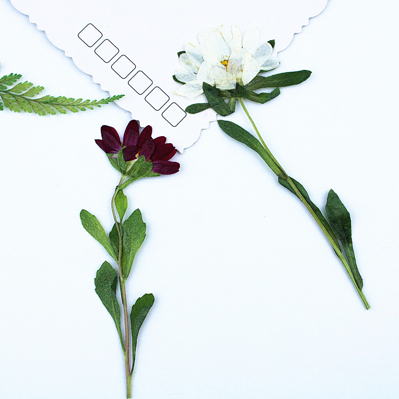 24 adet, Mini Krizantem Presle - Pressed Flower Frame incelemesi ve fiyatı
