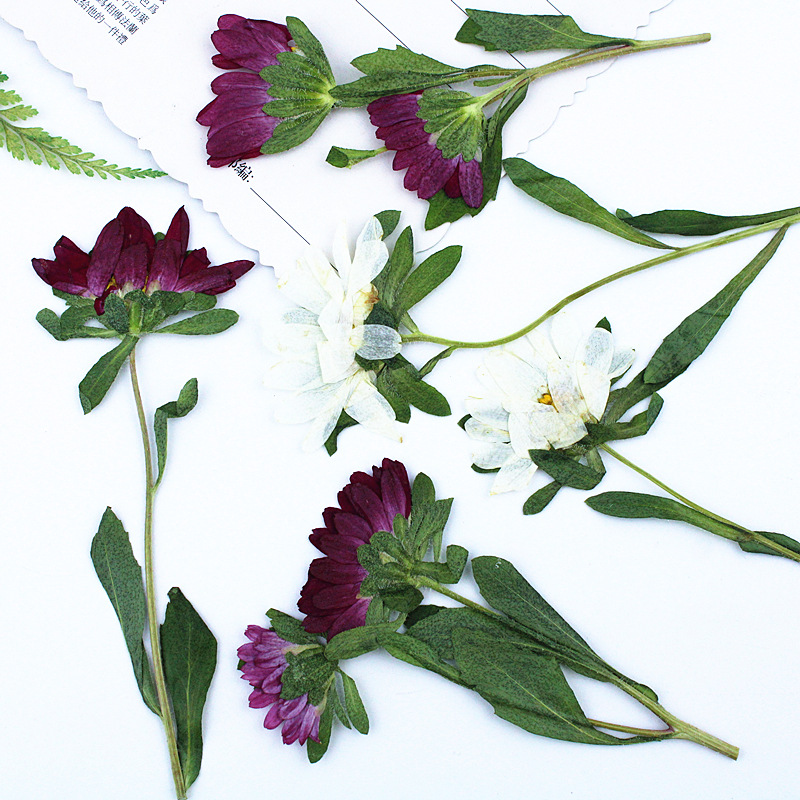 24 adet, Mini Krizantem Presle - Pressed Flower Frame incelemesi ve fiyatı