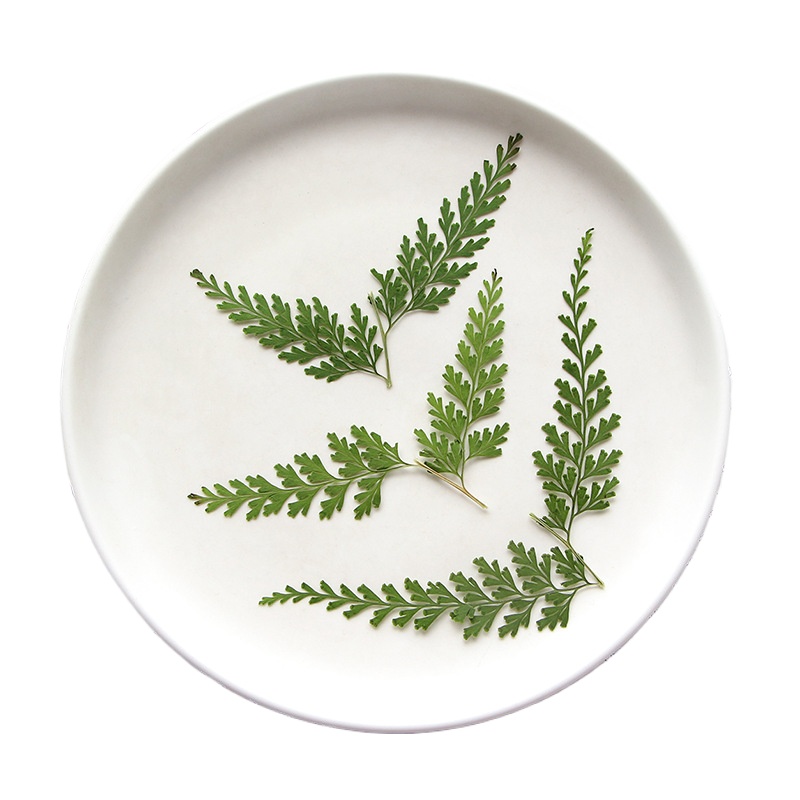 Doğa Preslenmiş Fern Dalları,  - Pressed Flower Frame incelemesi ve fiyatı