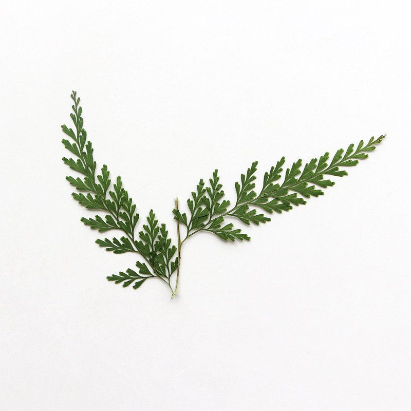 Doğa Preslenmiş Fern Dalları,  - Pressed Flower Frame incelemesi ve fiyatı