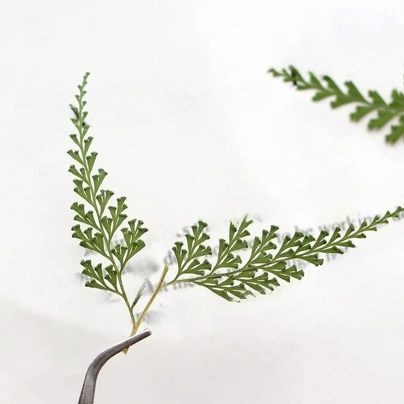 Doğa Preslenmiş Fern Dalları,  - Pressed Flower Frame incelemesi ve fiyatı